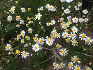 Daisies