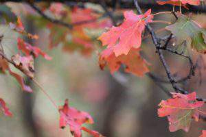 Fall leaves