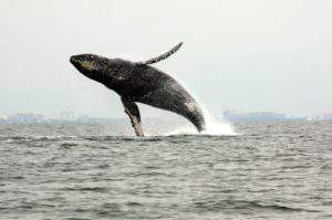 Whale watching in Puerto Vallarta