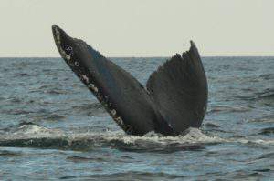 Whale tail close up