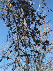 The trees are budding!