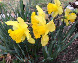 Daffodils herald spring