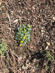 First signs of spring at Hawkes Landing