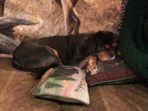 A dog and his pillows