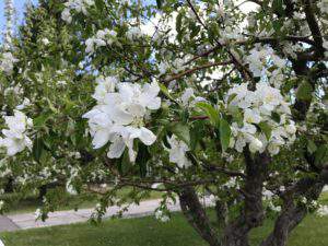 Stop to smell the roses--or the trees.