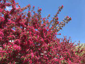 Spring trees