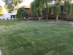 We have lawn!