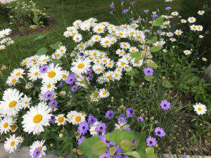 Beautiful flowers in Park City, Utah