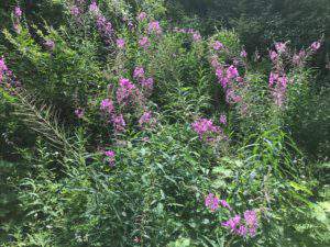 Summer colors at Hawkes Landing