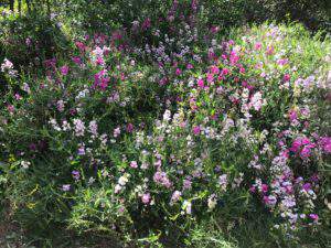 More wildflowers at Hawkes Landing