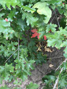 Fall is sneaking in at Hawkes Landing