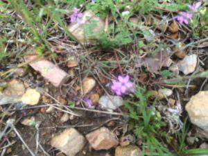 The difference between a flower and a weed is a judgment.