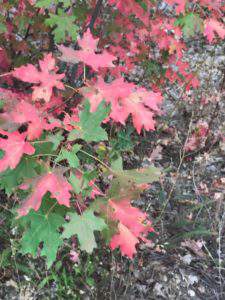 Friday favorites: fall leaves