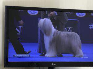 Friday favorites: the National Dog Show