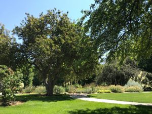 Trees in a park