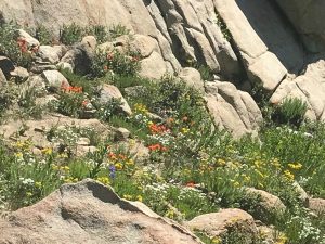 Wild flowers at Lake Catherine