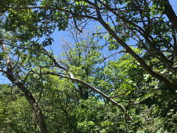 Trees and sky.