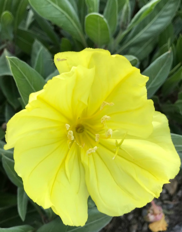 Yellow flower.