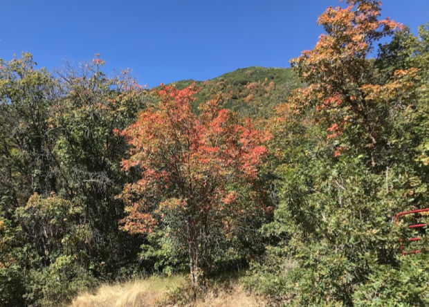 Fall leaves.