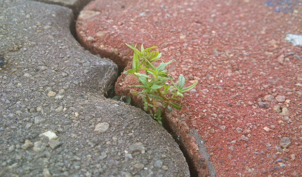 Plant growing in a crack.