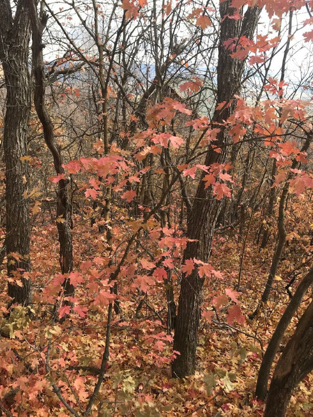 Fall leaves.