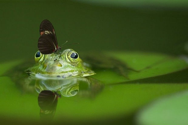 Brown butterfly on a green frog.