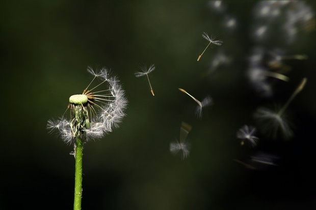 Dandelion blowing.