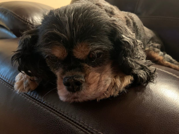 Black and tan Cavalier King Charles Spaniel.