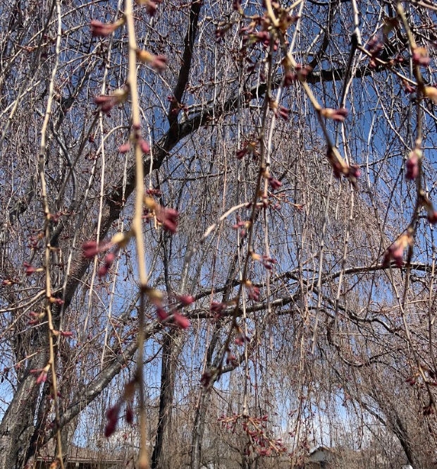 A tree just starting to bloom.