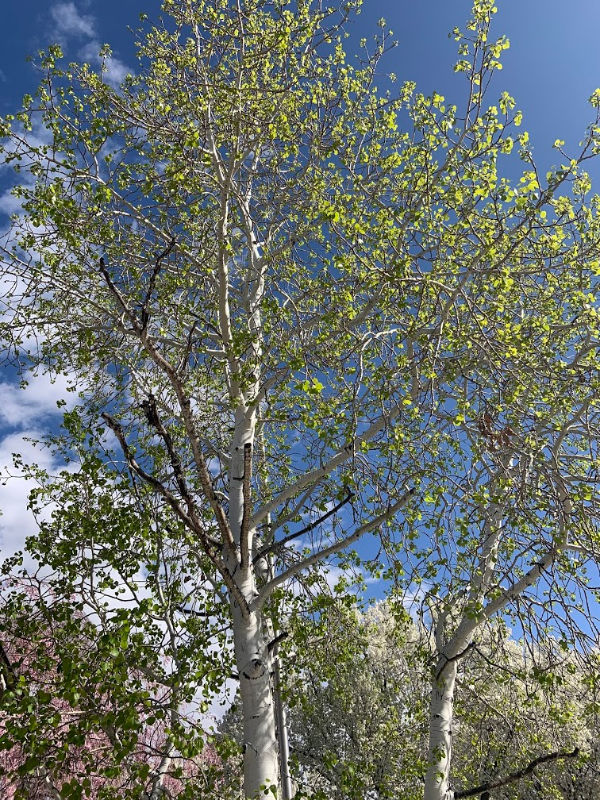 Tree in spring.