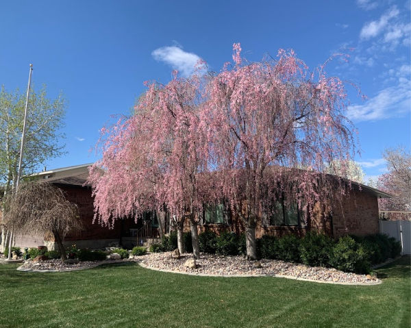 Weeping cherry tree in spring.