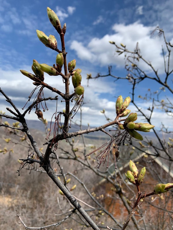 Budding tree.