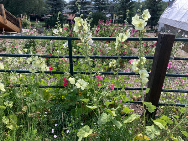 Hollyhocks.