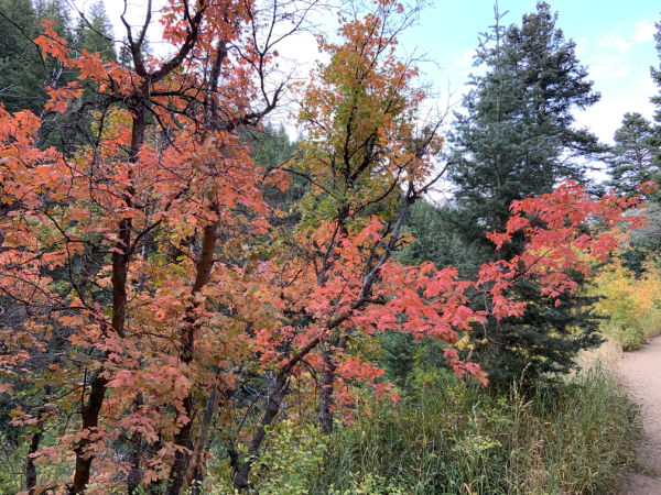 Autumn leaves in Millcreek Canyon, Utah.