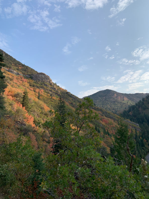 Fall leaves in MIllcreek Canyon.