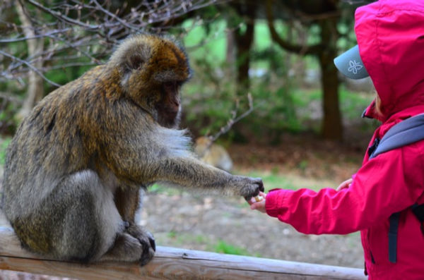 Child feeding a monkey.