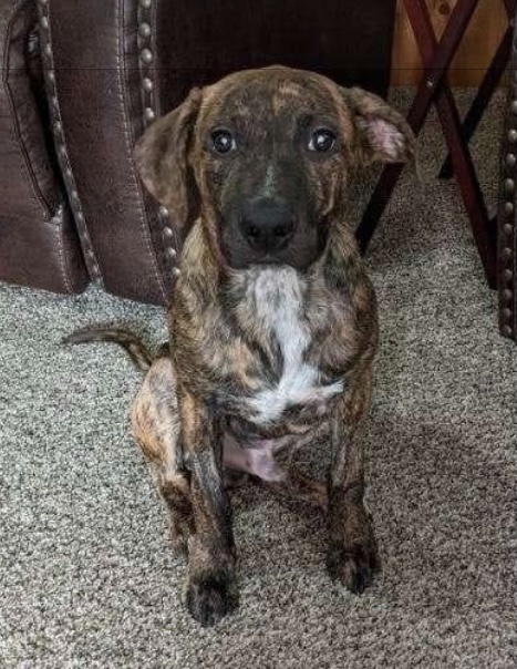 American Stratfordshire Terrier puppy.