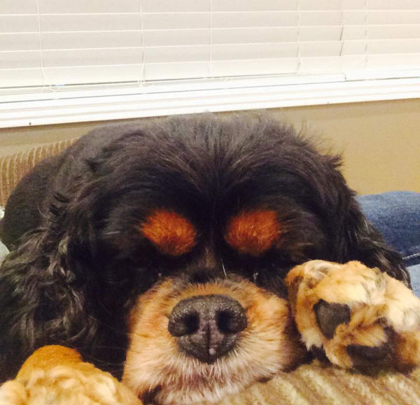 Cavalier King Charles spaniel looking out the window.