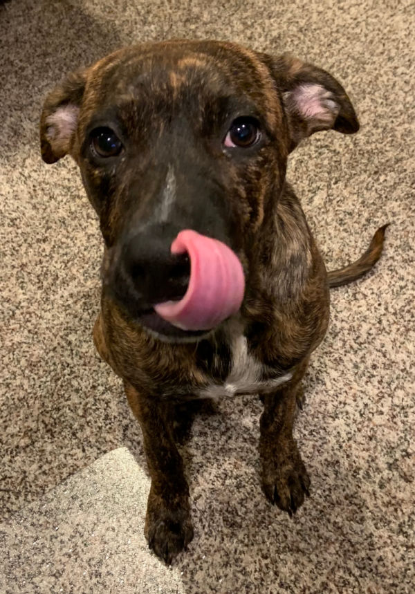 Brindle puppy licking his nose.