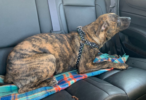 Brindle pup riding in the car.