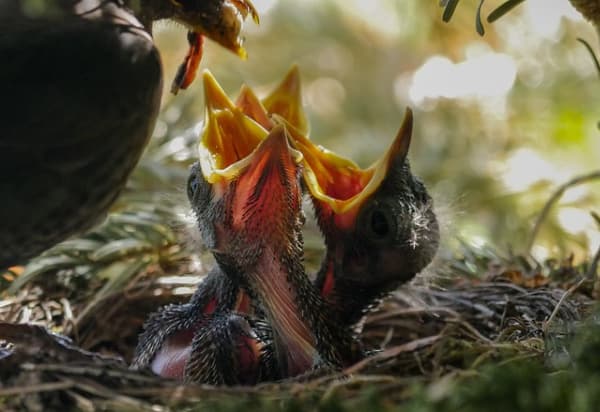 Baby birds being fed.