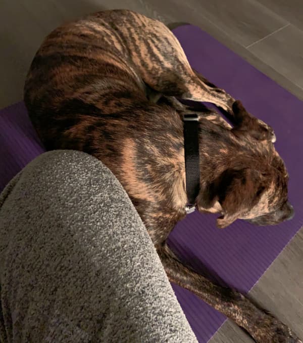 Woman's leg and a dog on a meditation mat.
