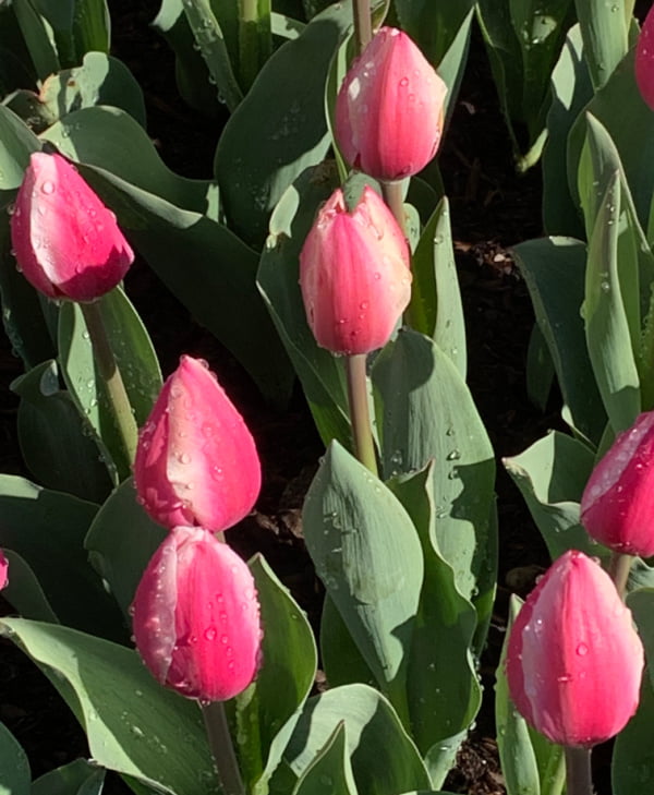 Pink tulips with water droplets.