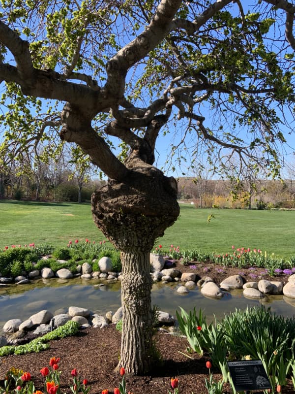 A twisted tree with tulips around the trunk.
