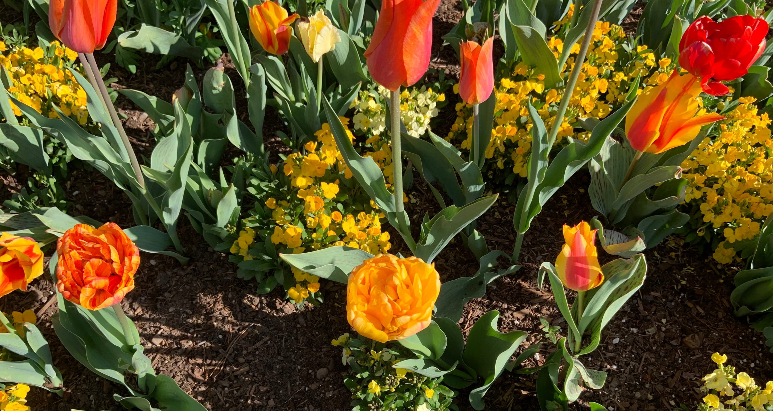 Yellow and orange tulips.