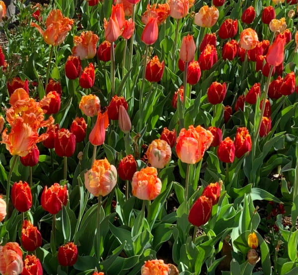 Orange and red tulips.