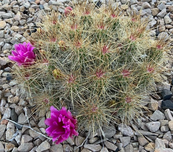 Cactus with purple blossoms.