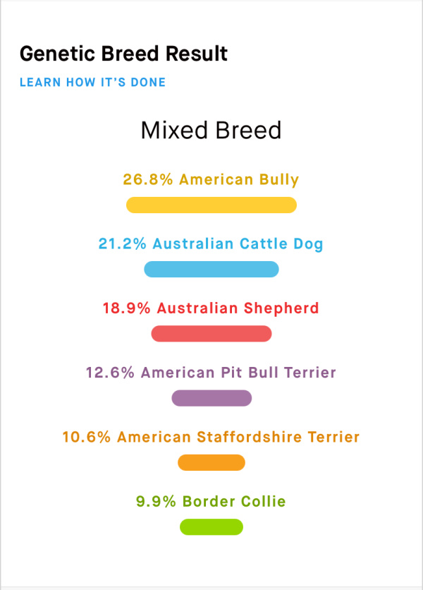 Genetic Breed Result: Mixed Breed.