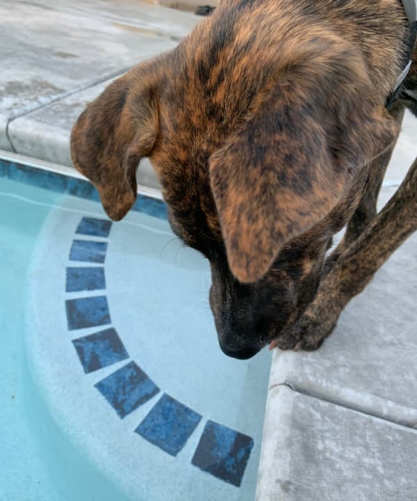 Dog looking into a swimming pool.