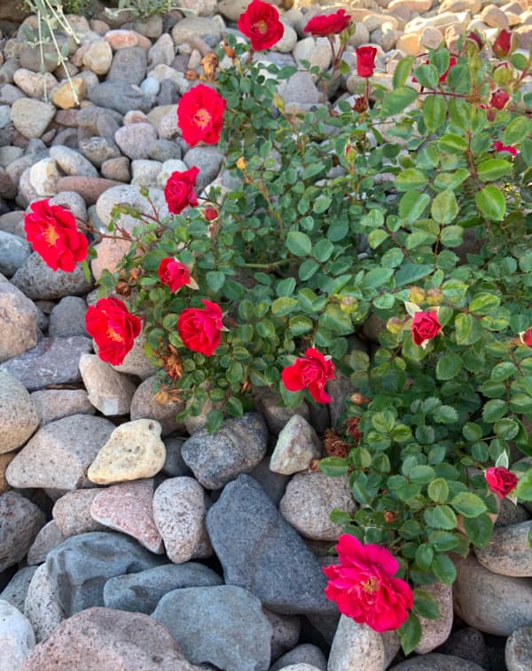 Red China rose bush.